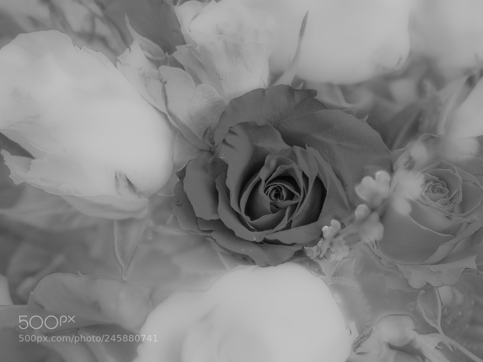 Olympus OM-D E-M1 Mark II sample photo. Bouquet photography