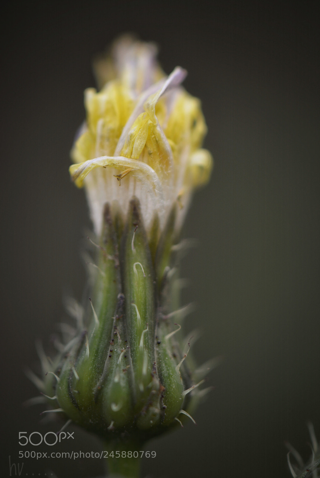 Nikon D7100 sample photo. Untitled photography