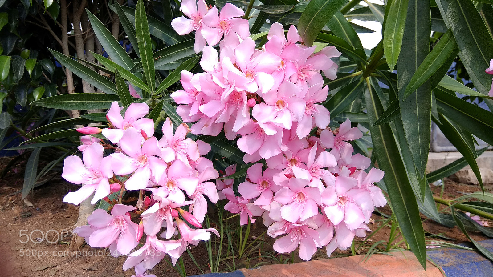 Xiaomi Redmi Note 4 sample photo. Beautiful pink flowers photography