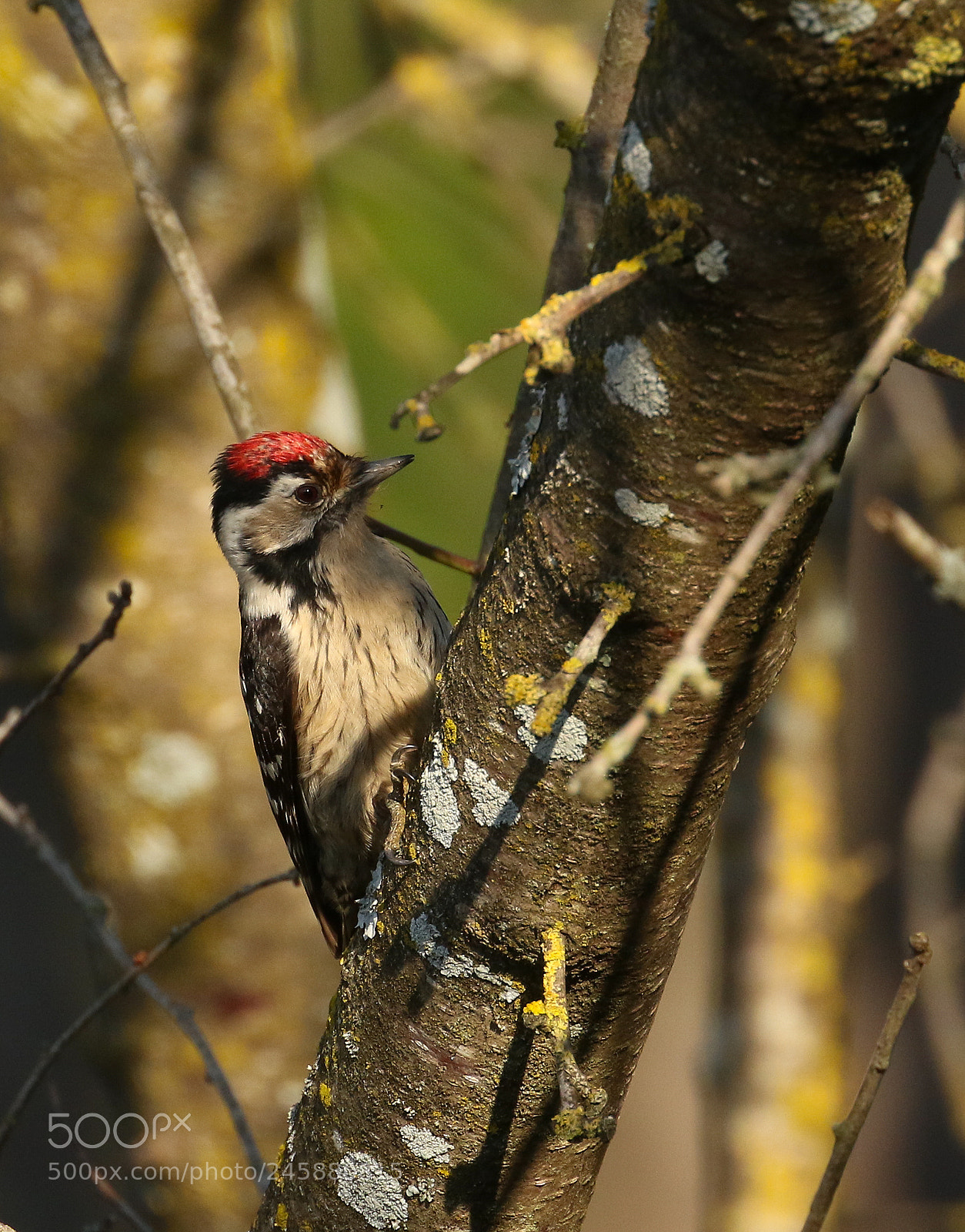 Canon EOS 7D Mark II sample photo. Lesser spotted woodpecker photography