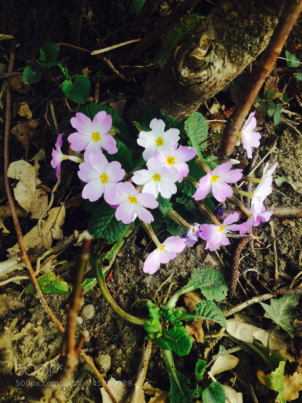 Apple iPhone 4S sample photo. In early spring photography