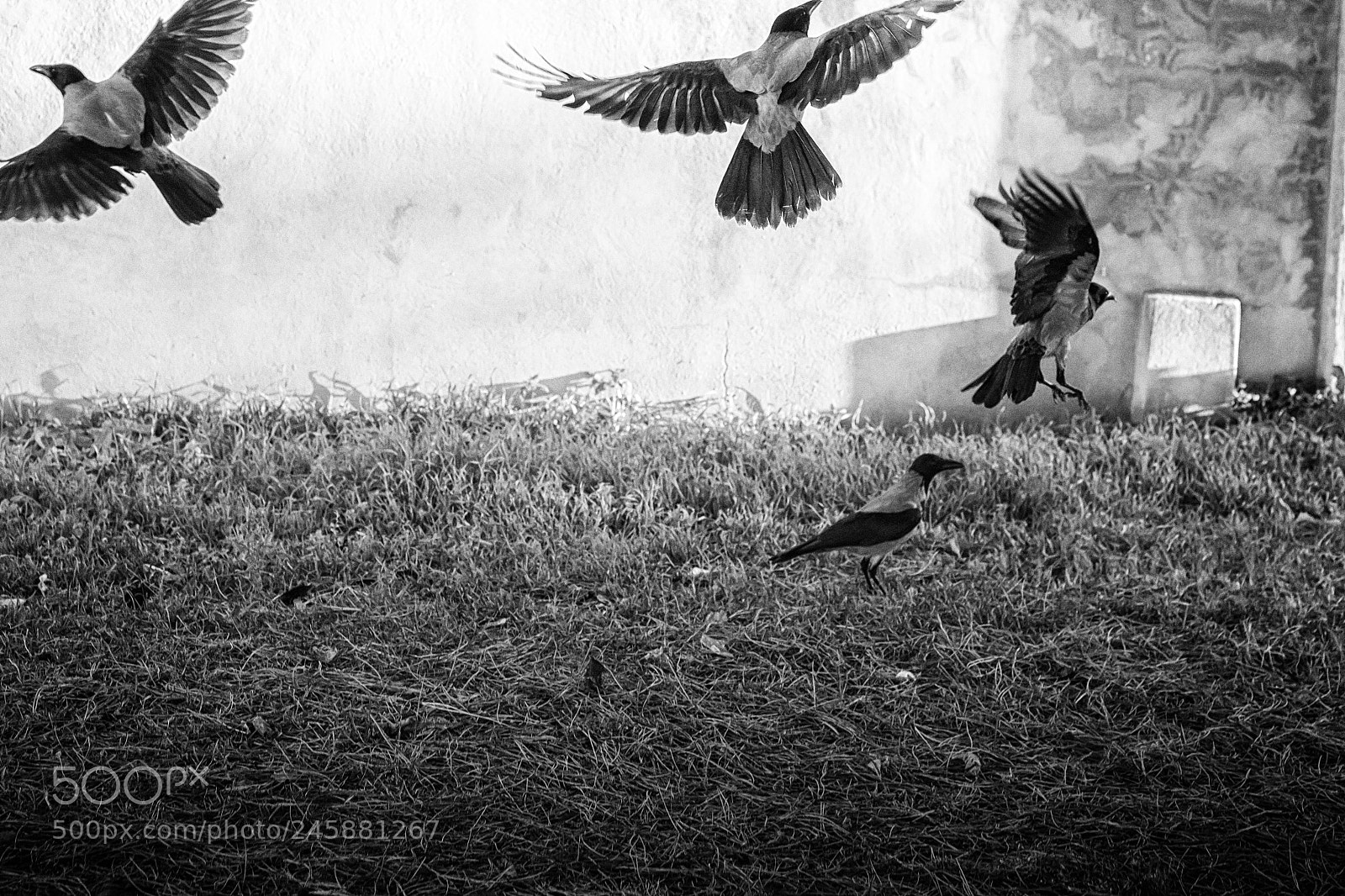 Olympus OM-D E-M5 sample photo. Dance of the crows photography