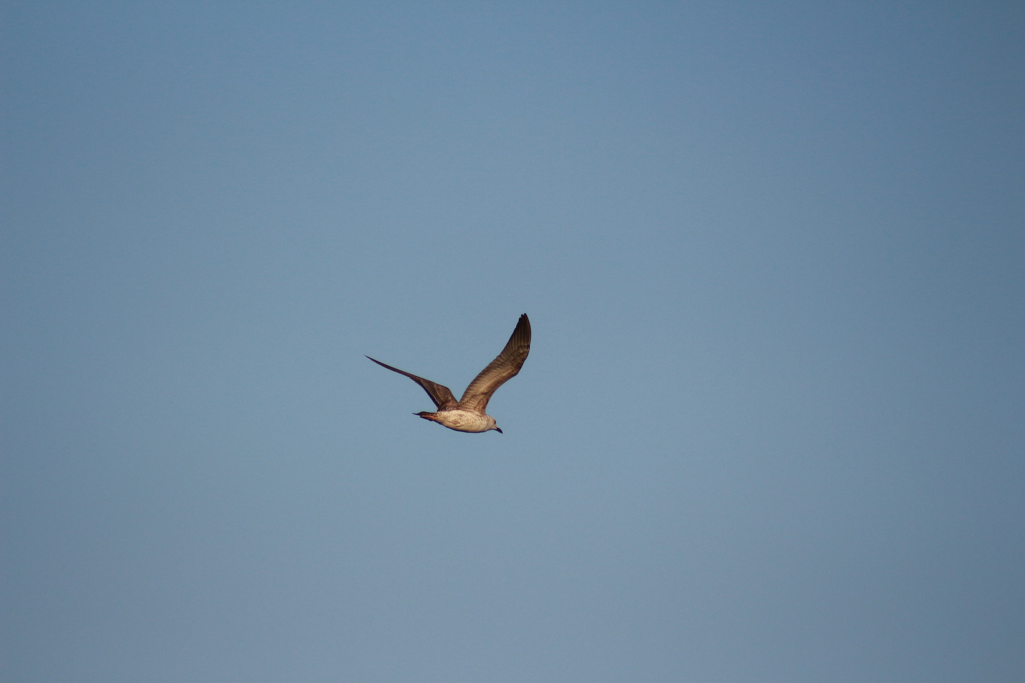 Canon EOS 700D (EOS Rebel T5i / EOS Kiss X7i) sample photo. Fly photography