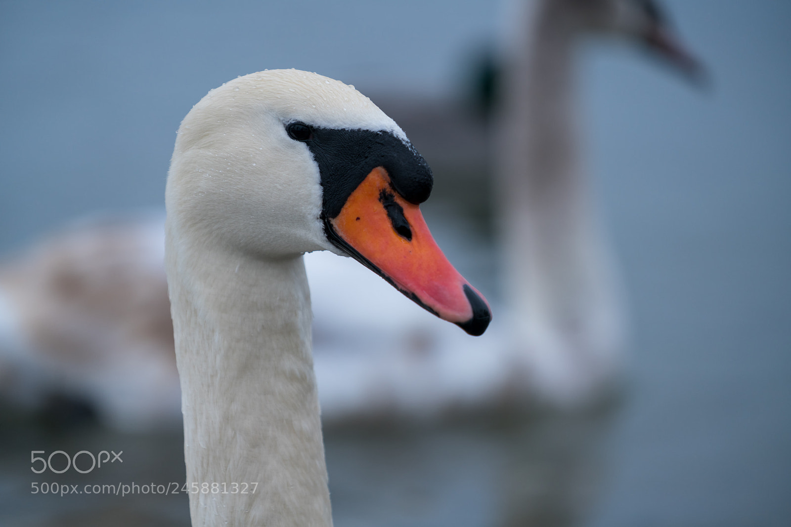 Sony a7R II sample photo. Spying swan photography