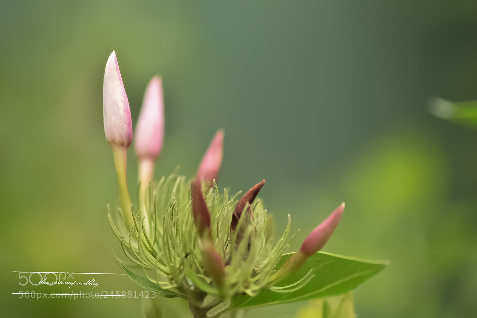 Nikon D7200 sample photo. Macro experiments....! photography
