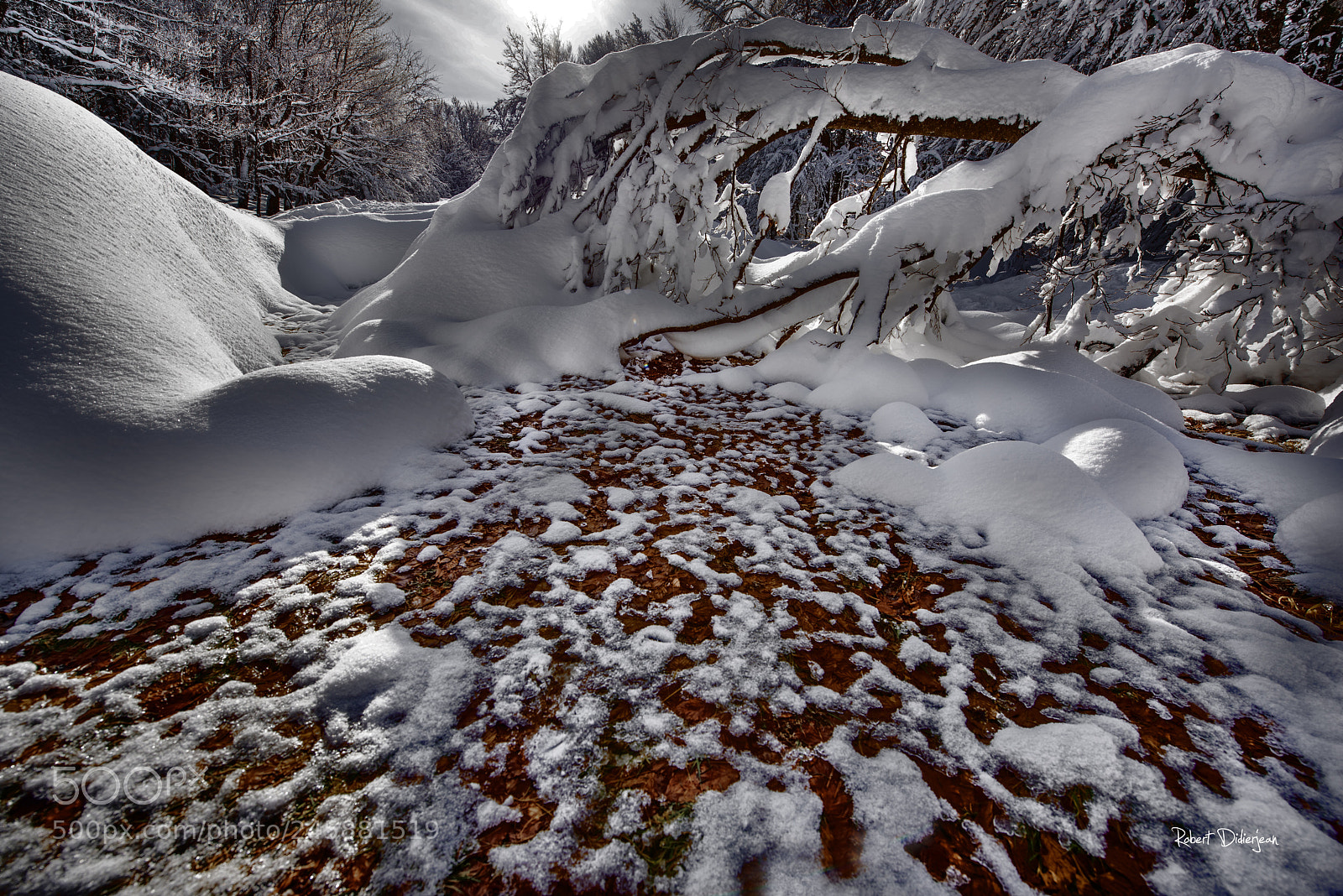 Nikon D810 sample photo. Snow on the little photography