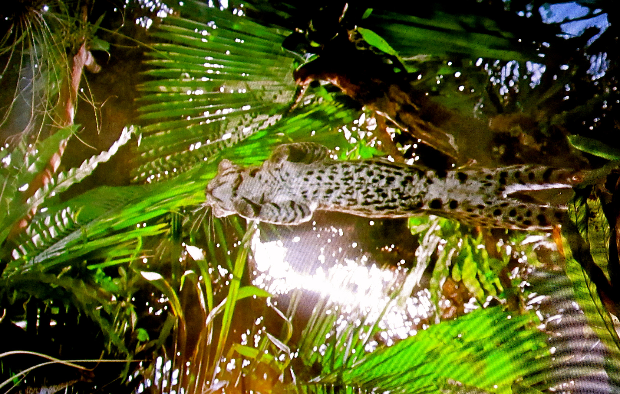 Canon PowerShot SD4000 IS (IXUS 300 HS / IXY 30S) sample photo. Captured this cute cat flying through the air while watching the television....... photography