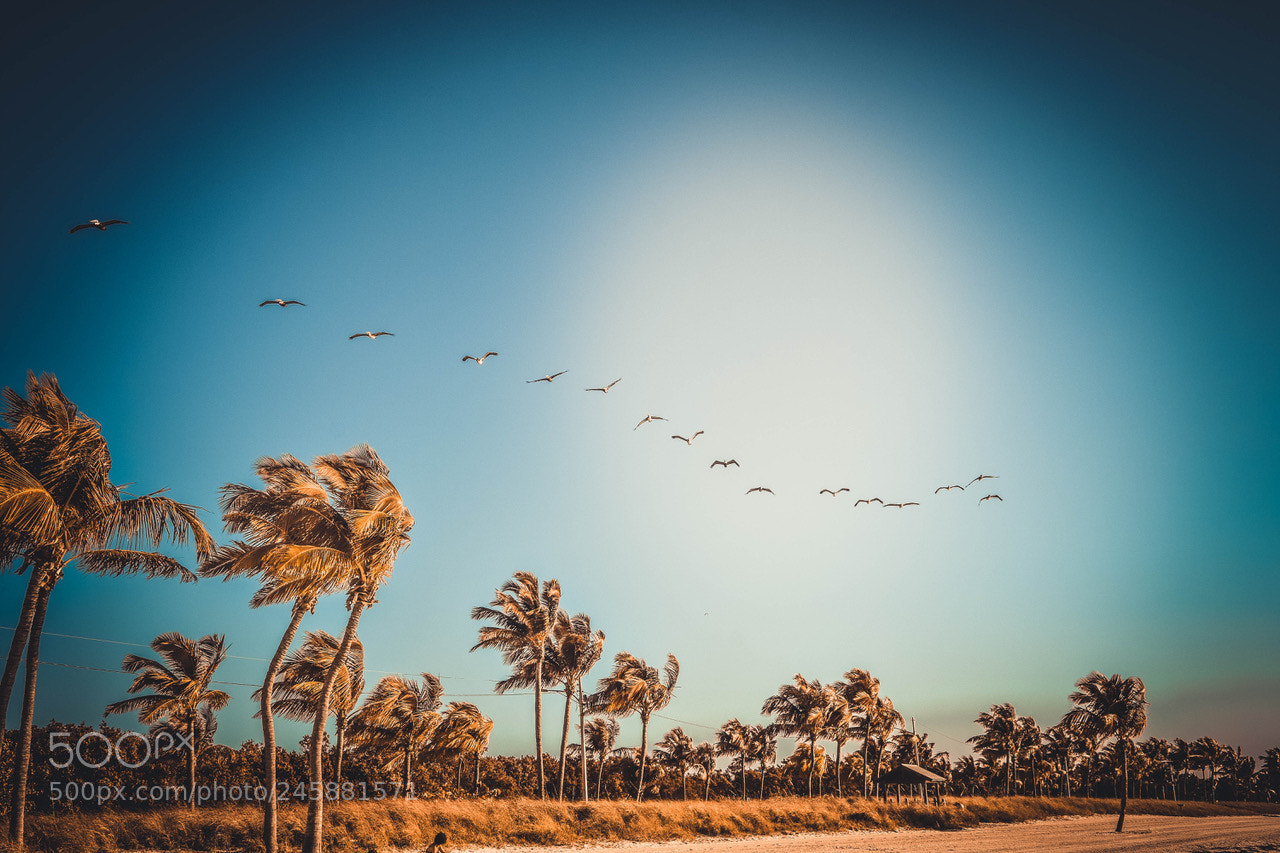 Nikon D7200 sample photo. Sea birds and sun.. photography