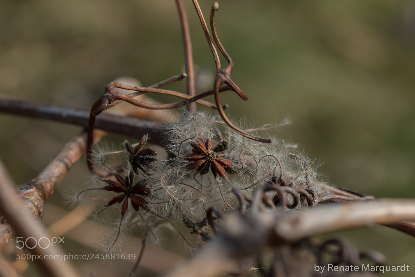 Canon EOS 7D Mark II sample photo. Zart.... photography