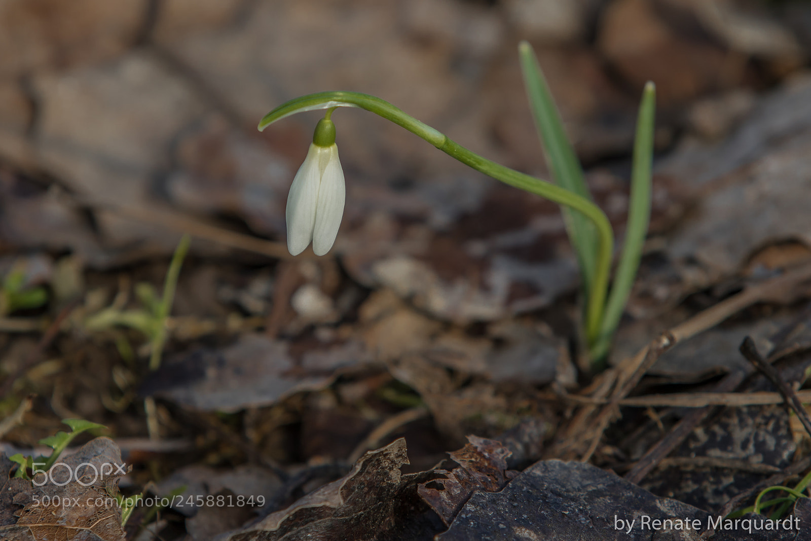 Canon EOS 7D Mark II sample photo. Ganz allein auf der photography
