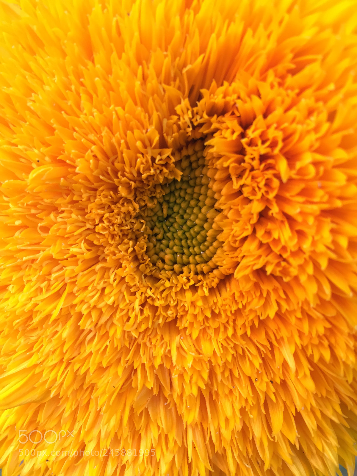 Apple iPhone 6 sample photo. Sunflower photography