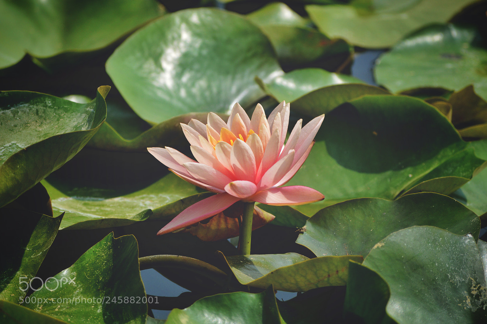 Nikon D3200 sample photo. One in the pond photography