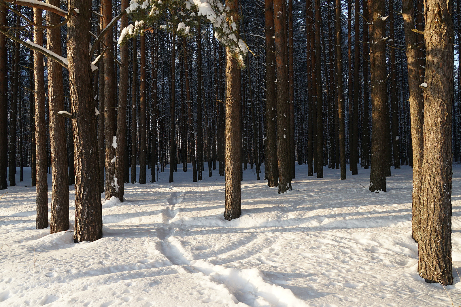 Sony a7 II sample photo. Dsc photography