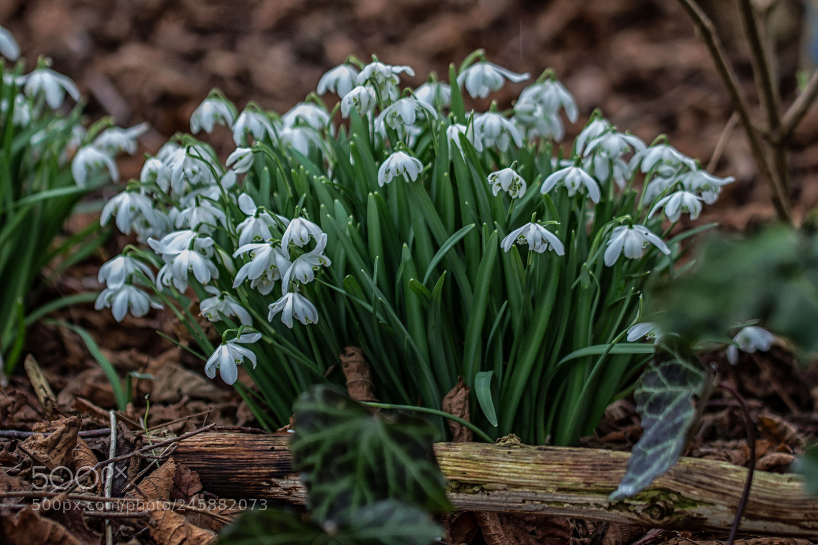 Canon EOS 700D (EOS Rebel T5i / EOS Kiss X7i) sample photo. Snowdrops photography