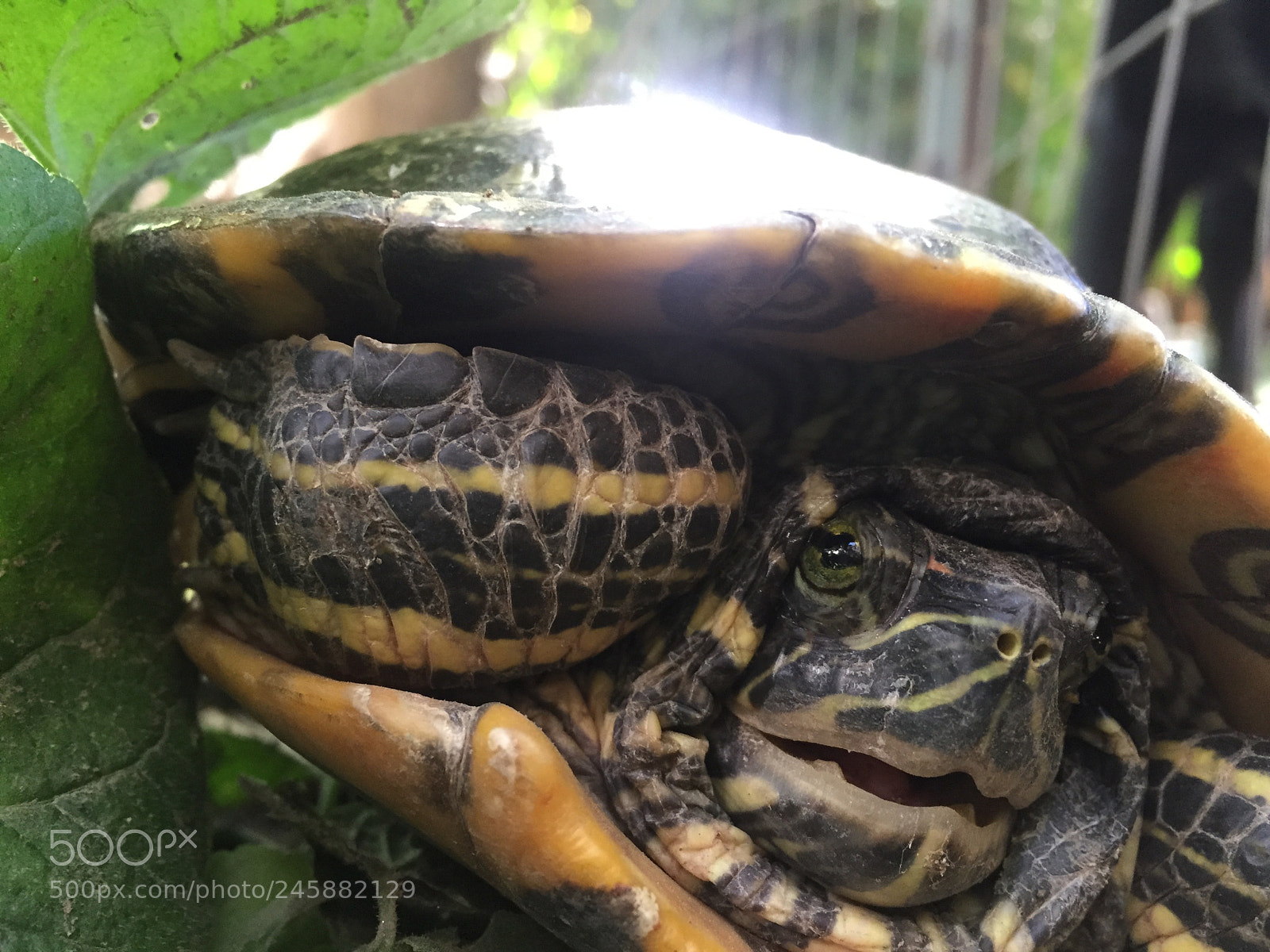 Apple iPhone 6 sample photo. Turtle d photography