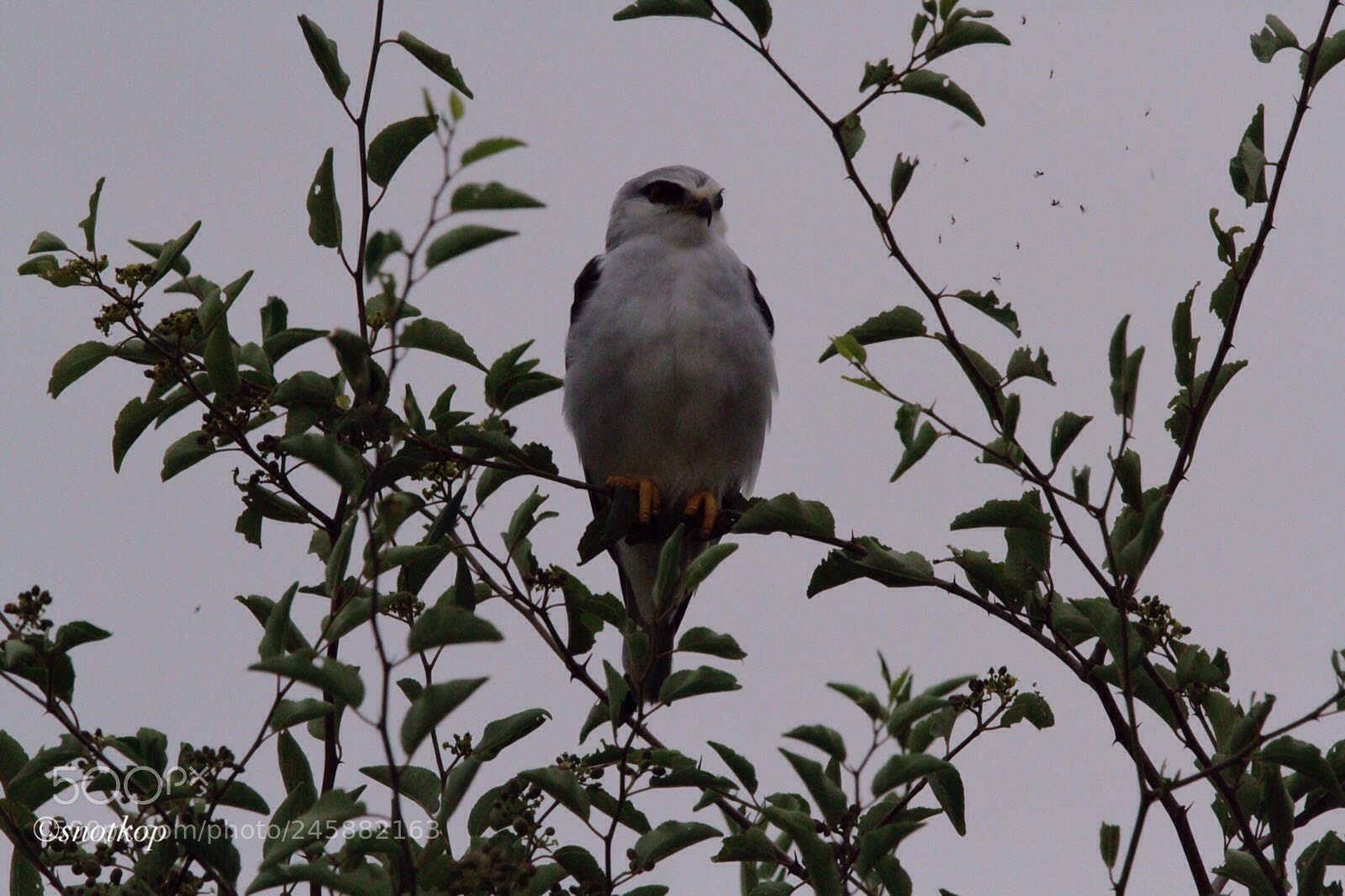 Canon EOS 7D sample photo. Black shouldered kite photography
