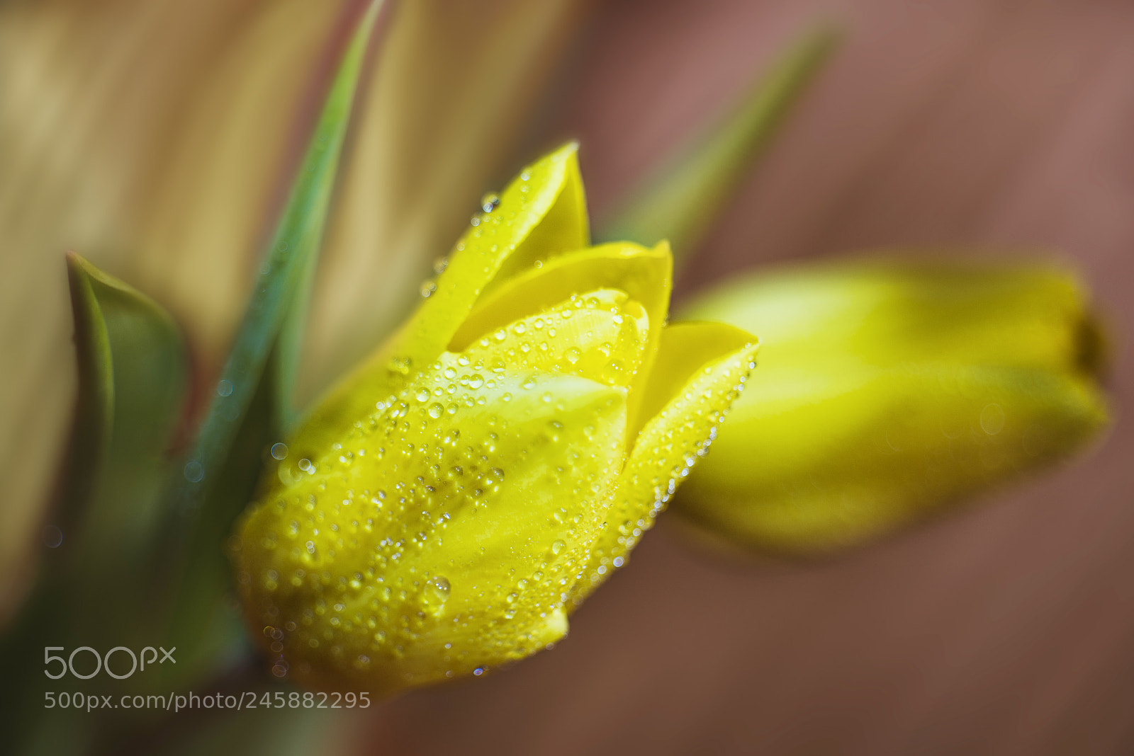Nikon D610 sample photo. Flower photography