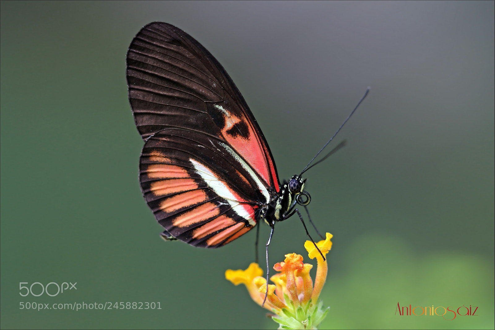 Canon EOS 700D (EOS Rebel T5i / EOS Kiss X7i) sample photo. Mariposa photography