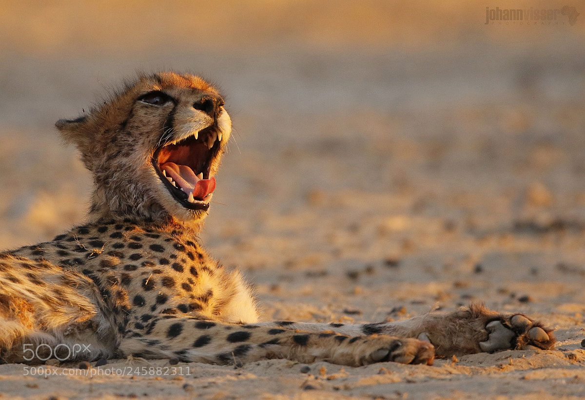 Canon EOS 7D Mark II sample photo. Canines of the spotted photography
