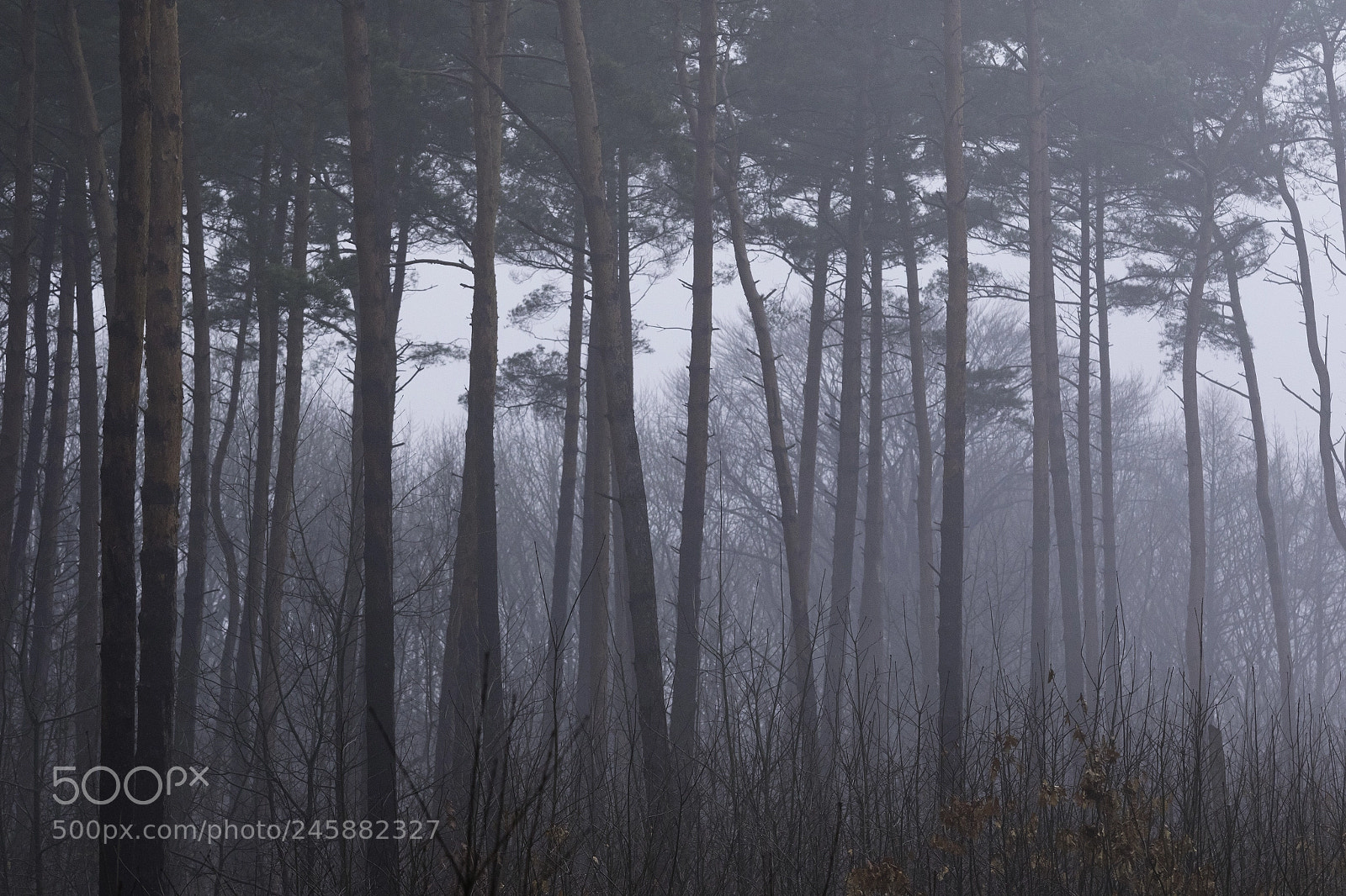 Canon EOS 7D Mark II sample photo. Foggy pine forest photography