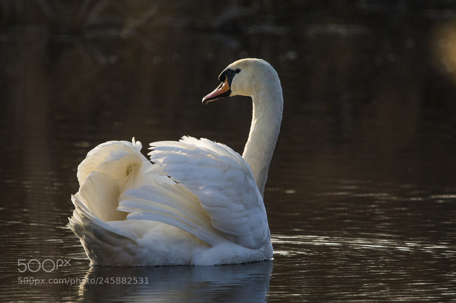 Nikon D7100 sample photo. Mute swan photography