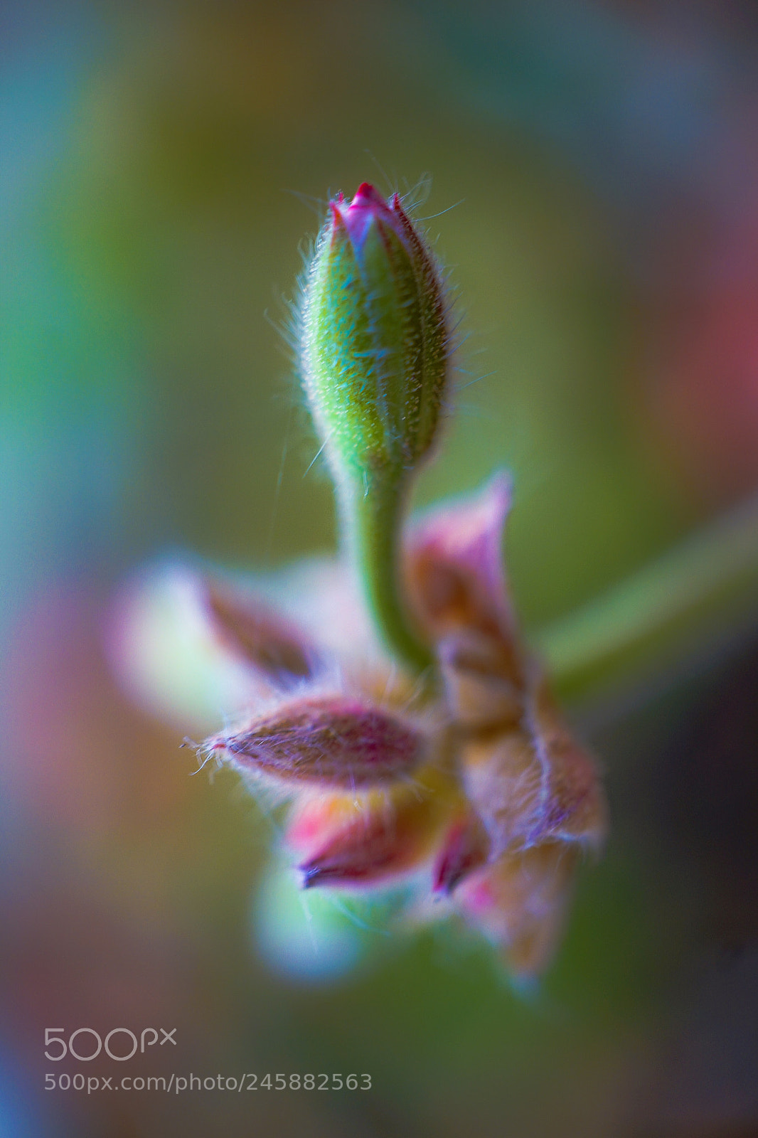 Sony a7 II sample photo. Enigma-return to innocence photography