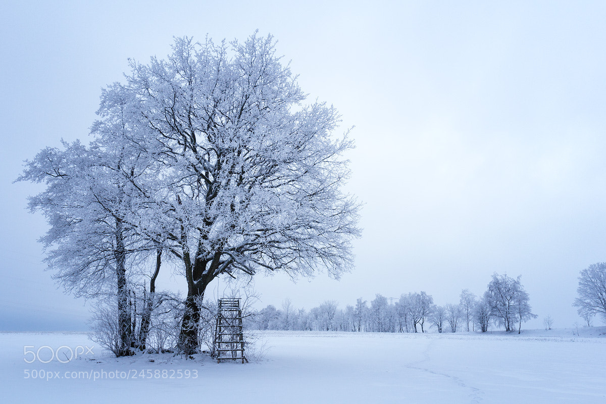 Canon EOS 60D sample photo. Frosty tree photography