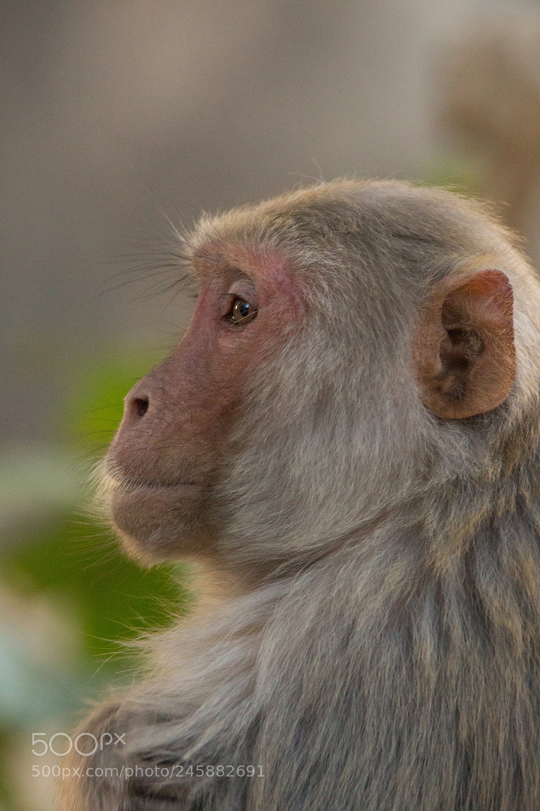 Canon EOS 700D (EOS Rebel T5i / EOS Kiss X7i) sample photo. Rhesus monkey photography
