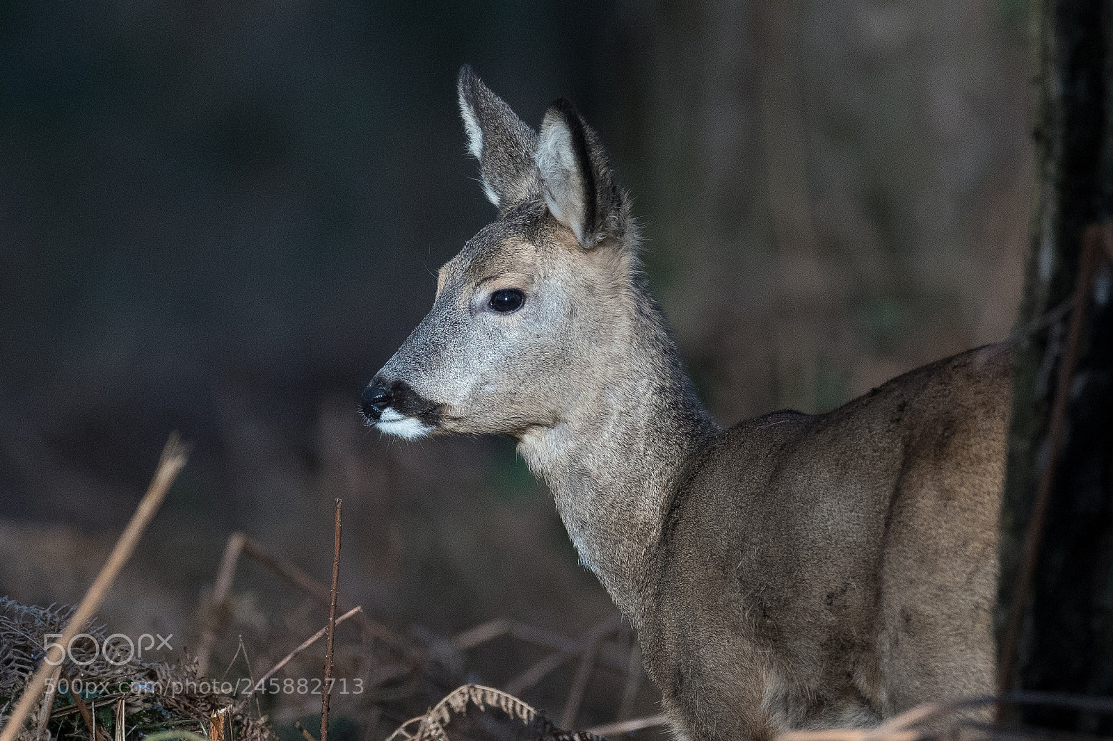 Nikon D500 sample photo. Chevreuil capreolus capreolus photography