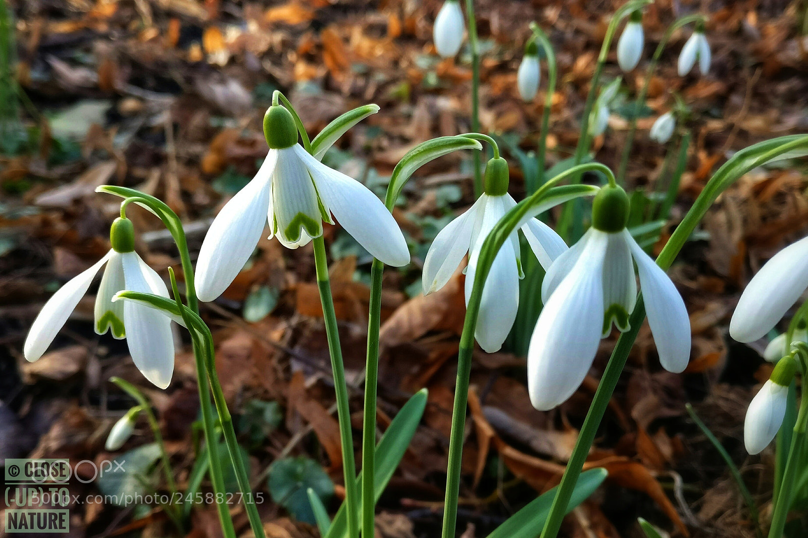OnePlus A3003 sample photo. Perce-neige (galanthus nivalis) photography