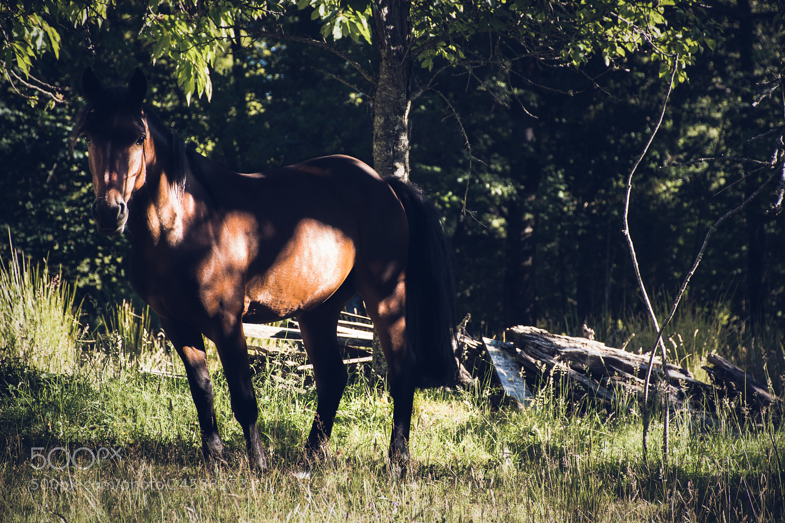Nikon D7100 sample photo. Shadow over horse photography