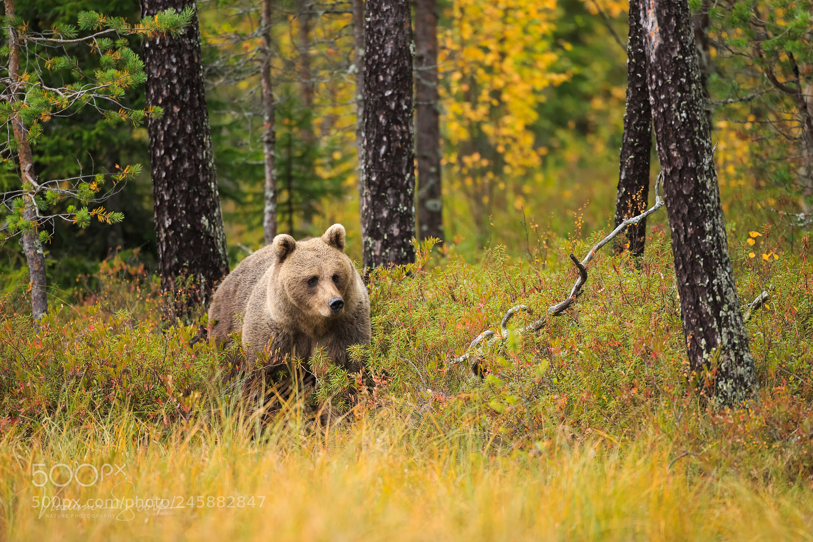Canon EOS-1D X sample photo. Brown bear (ursus arctos) photography