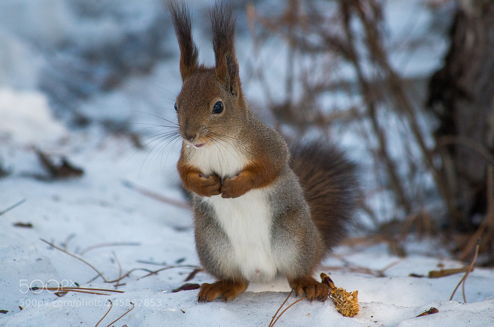 Pentax K-30 sample photo. Sciurus vulgaris photography