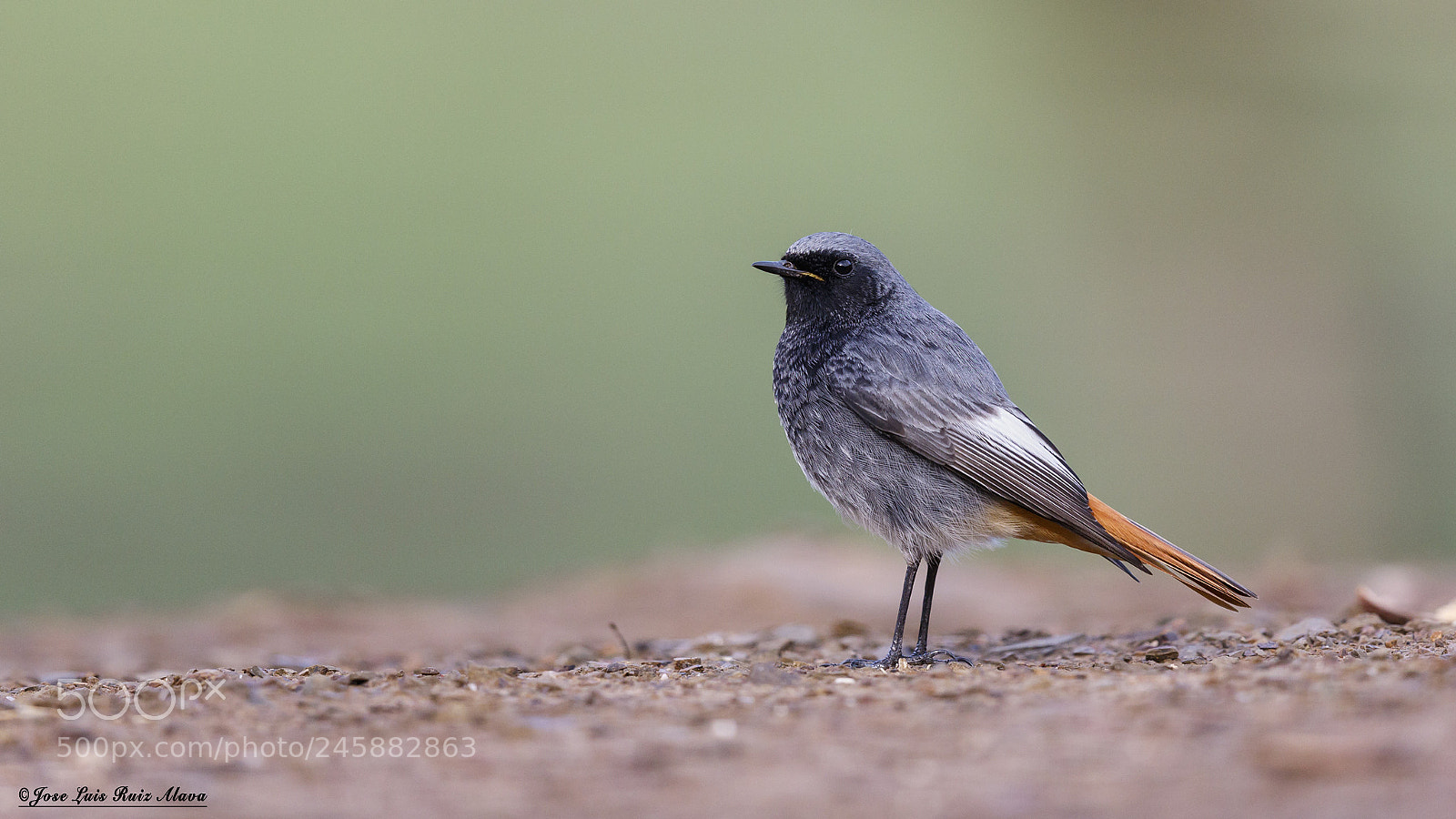 Canon EOS 7D Mark II sample photo. Colirrojo tizon (phoenicurus ochruros) photography