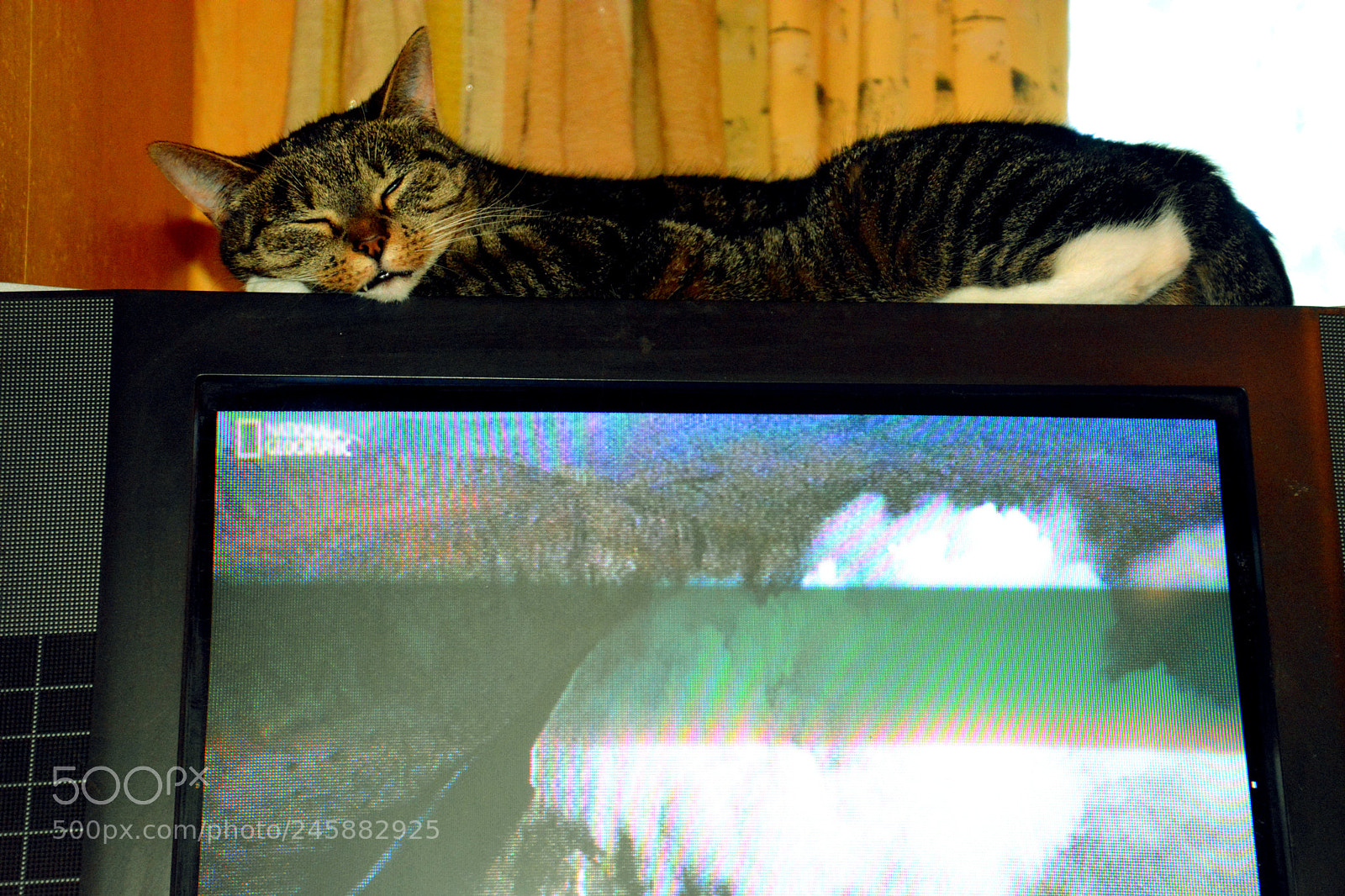Nikon D5200 sample photo. When i was atiger..... photography
