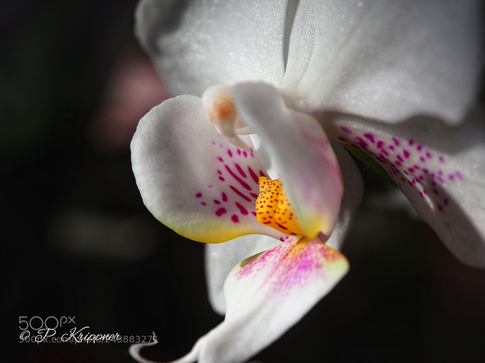 Olympus OM-D E-M1 Mark II sample photo. Untitled photography