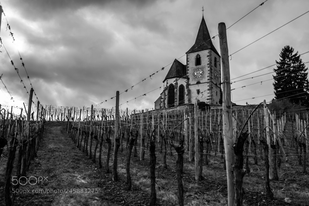 Canon EOS 1300D (EOS Rebel T6 / EOS Kiss X80) sample photo. Eglise et ses vignes photography