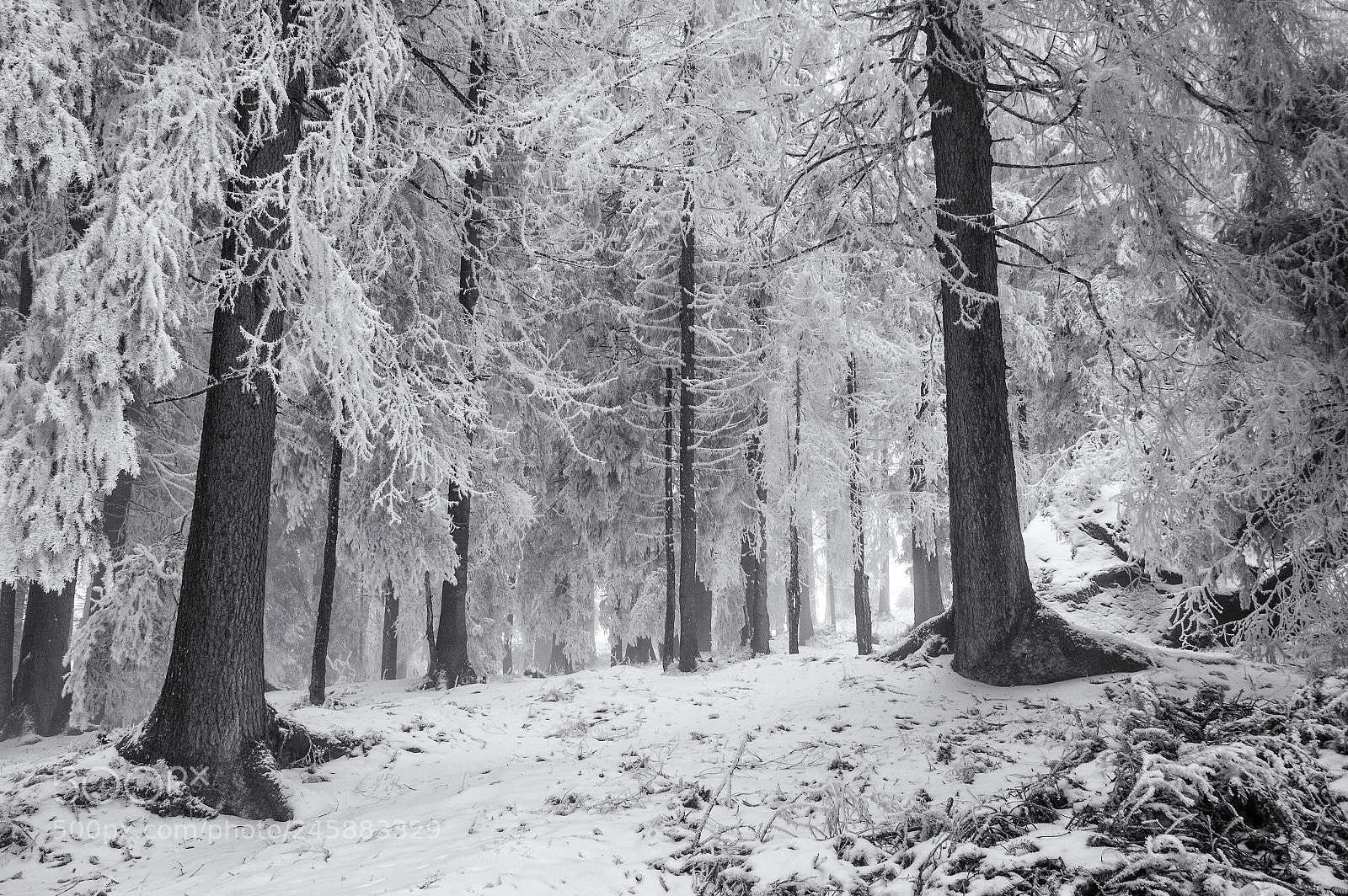 Pentax K-3 II sample photo. Frozen forest photography