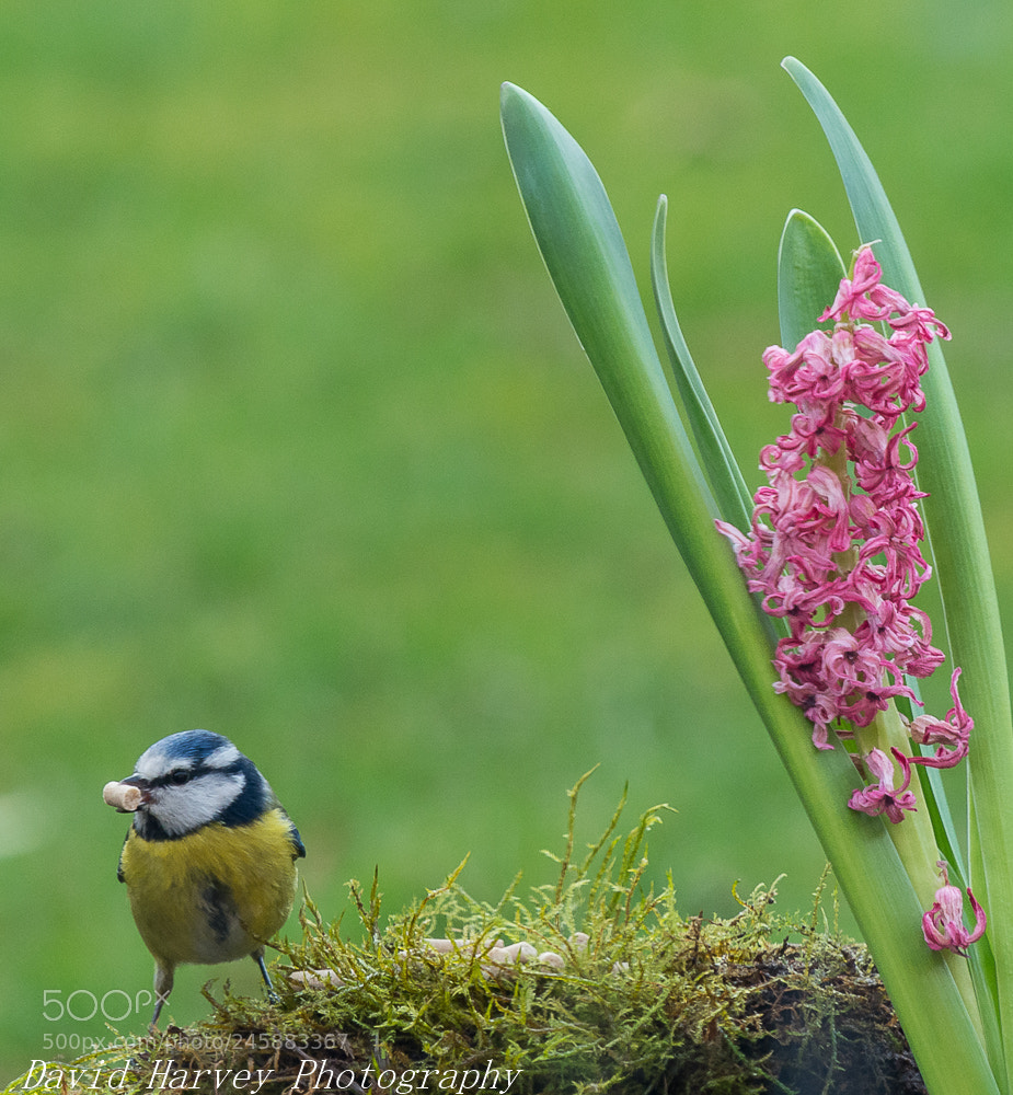 Nikon D7200 sample photo. Garden bird practise photography