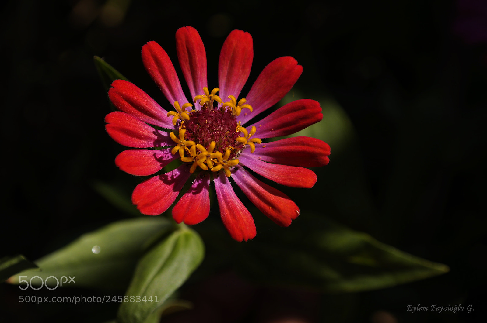 Samsung NX2000 sample photo. Flower photography