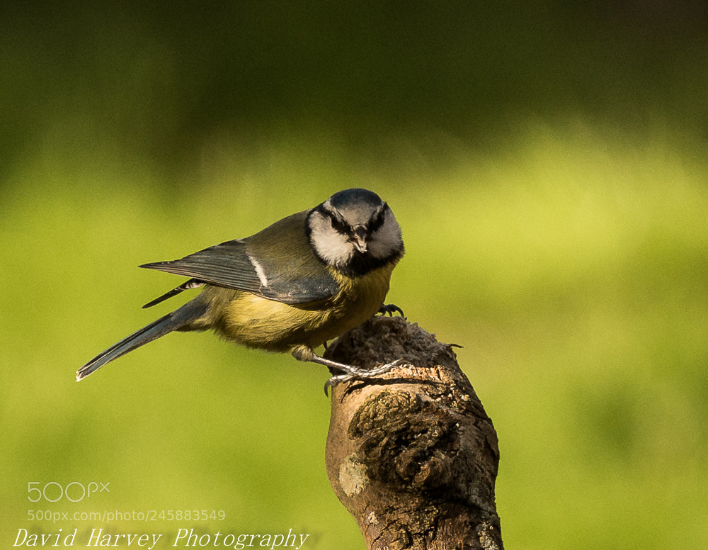 Nikon D7200 sample photo. Garden bird practise photography