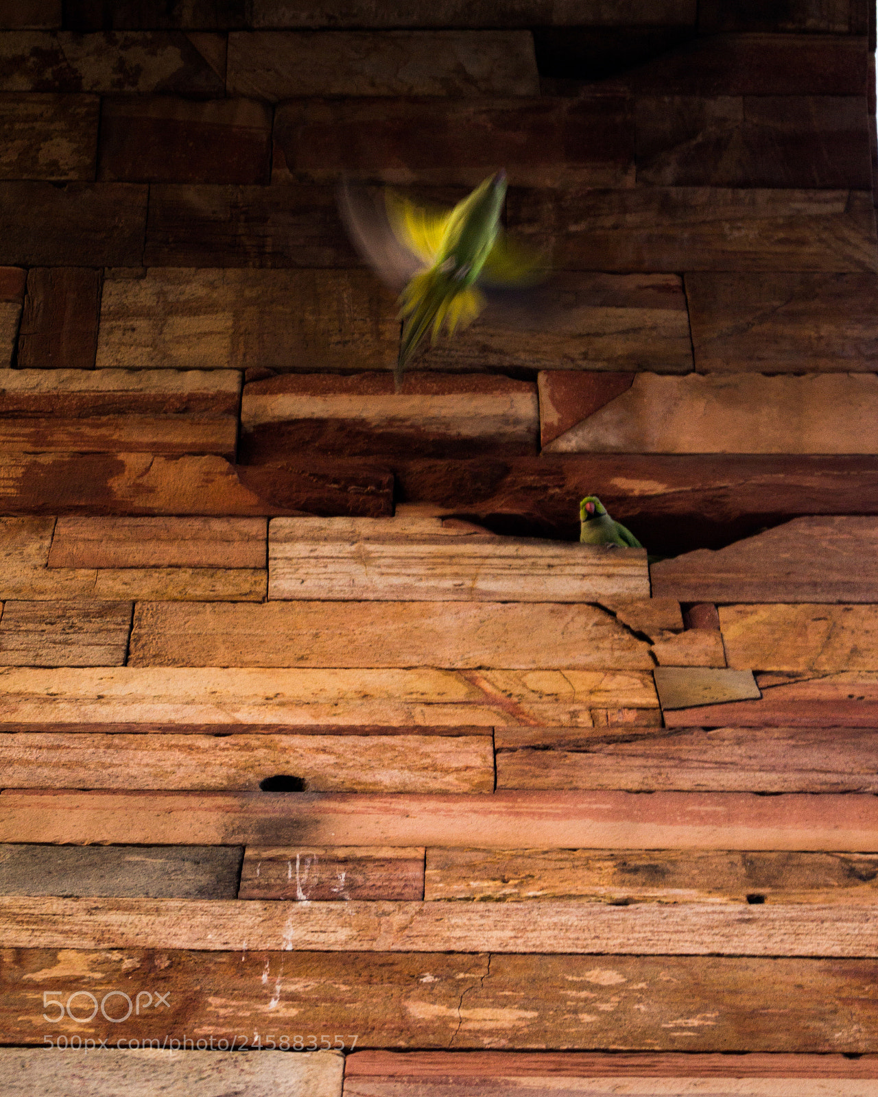Sony SLT-A58 sample photo. Freedom is a state photography