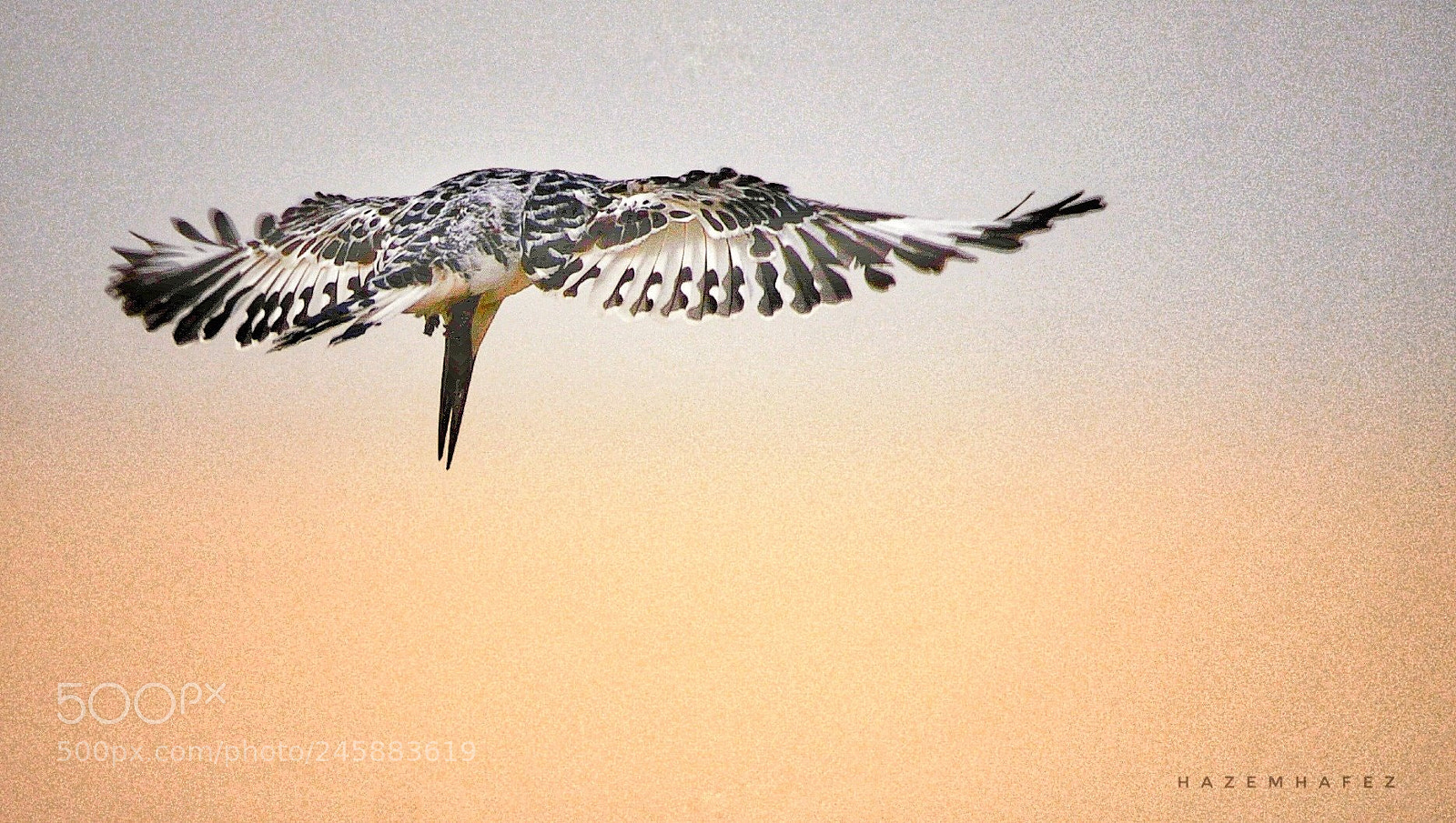 Nikon D610 sample photo. Spotting prey .. photography