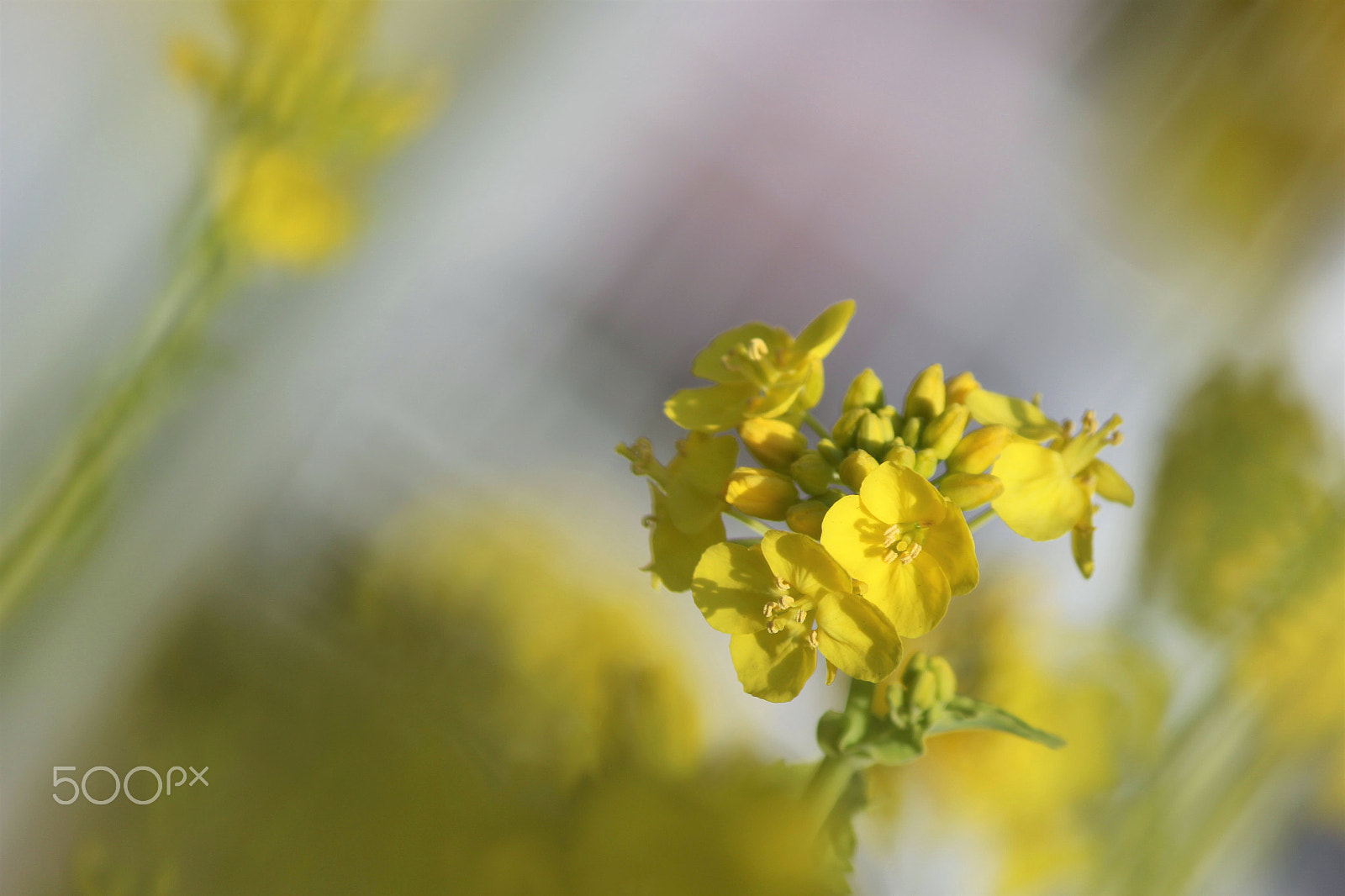 Canon EF-S 55-250mm F4-5.6 IS II sample photo. In the dream photography