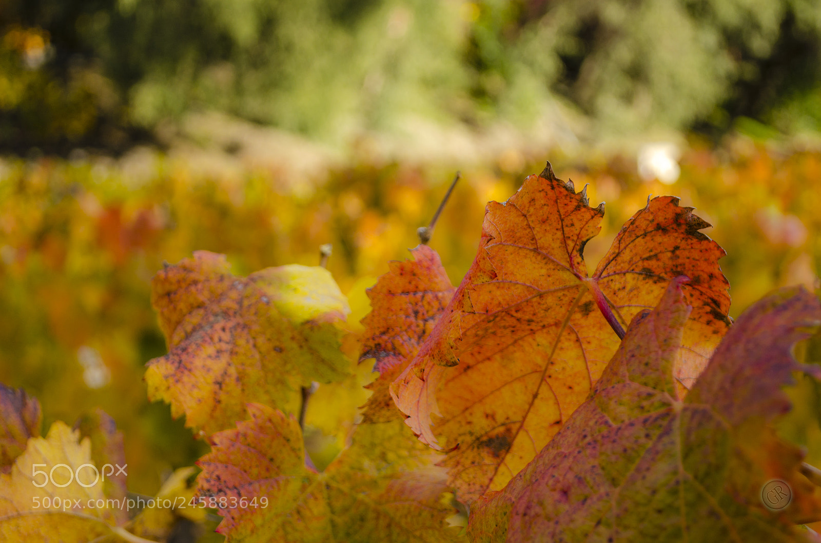 Nikon D5100 sample photo. Concha y toro vineyard photography