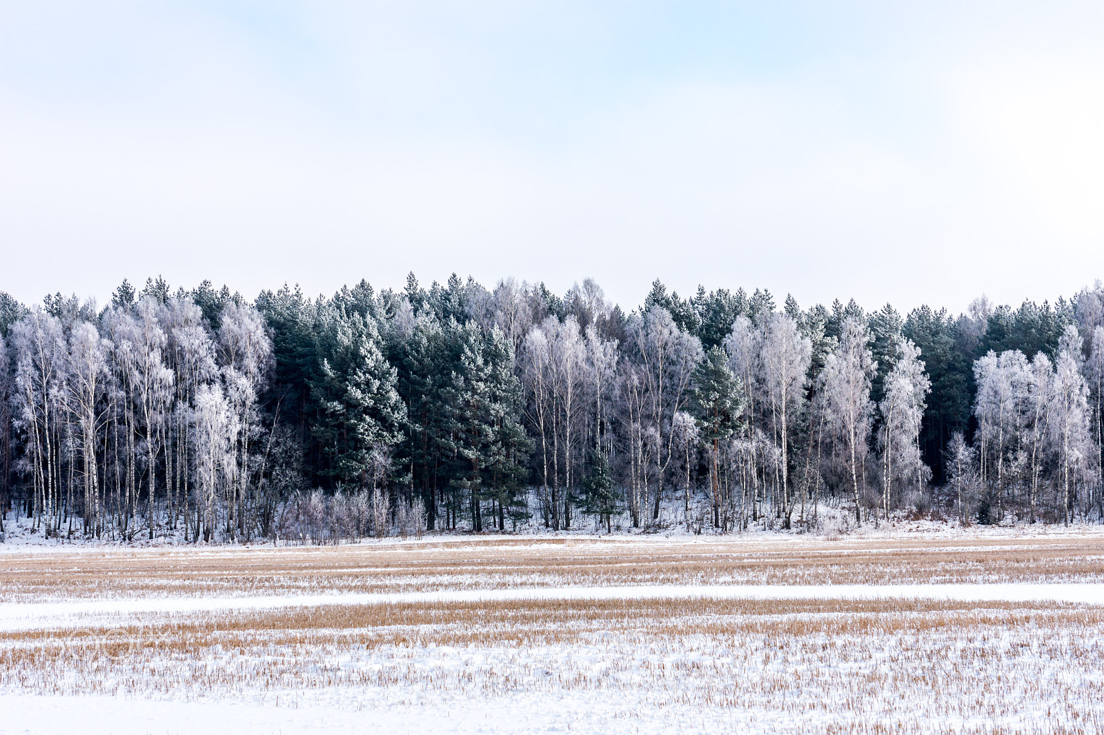 Nikon D7200 sample photo. Frozen photography