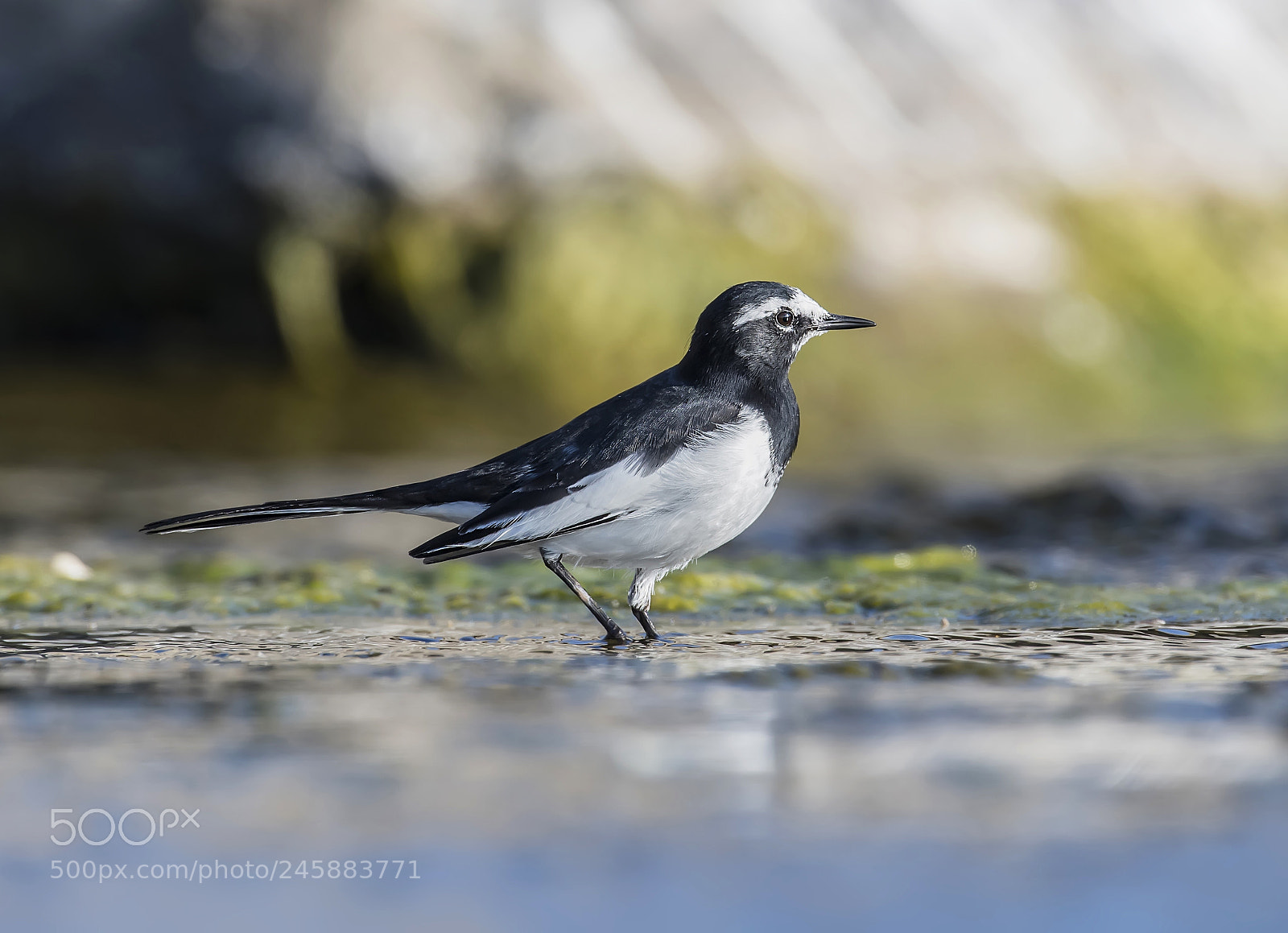 Nikon D500 sample photo. A wagtail photography