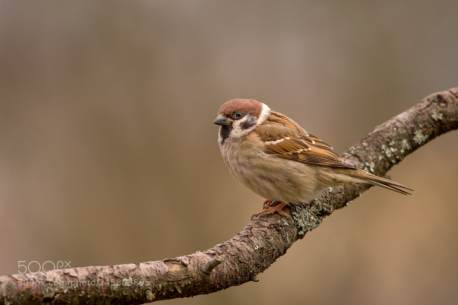 Nikon D500 sample photo. Sparrow photography