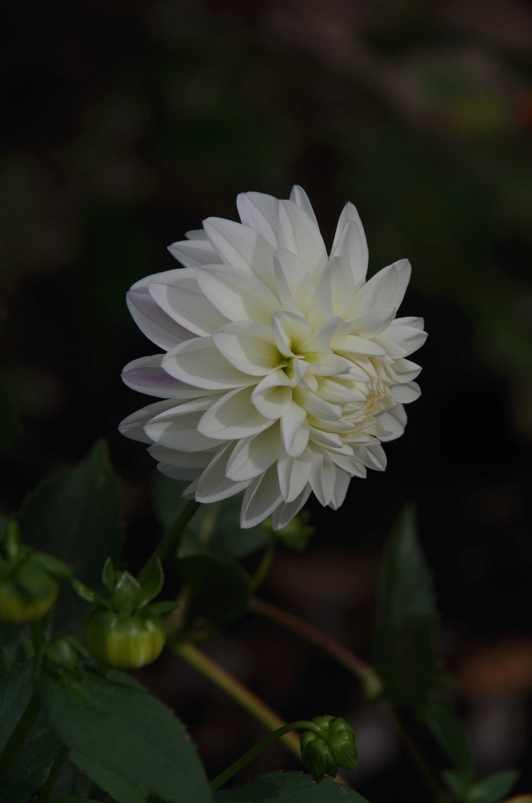 Pentax K-30 sample photo. Dew. photography