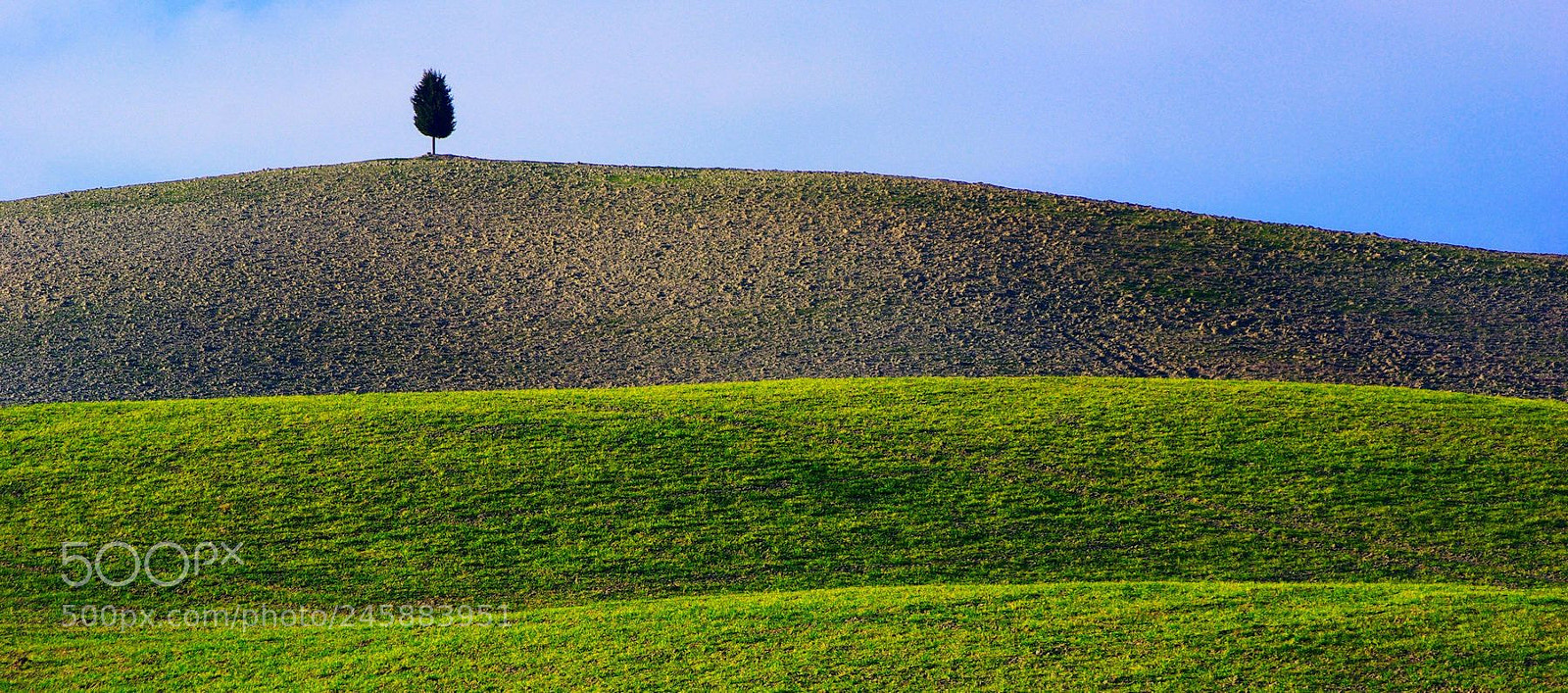 Pentax K10D sample photo. The cypress on the photography